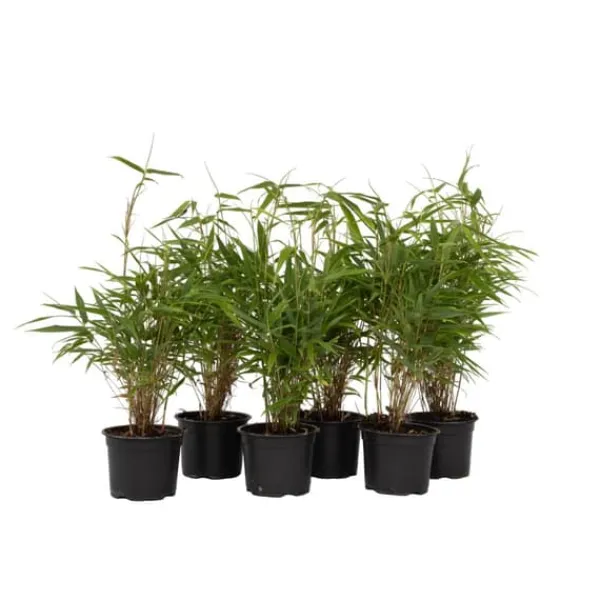 Bergbambu - Set om 6 - Fargesia rufa - Höjd 25-40cm - ⌀13cm