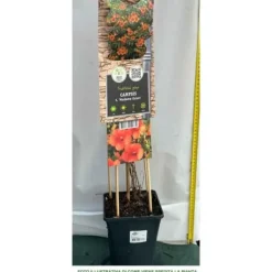 BIGNONIA CAMPSIS MADAME GALEN BLOMSTERPLANTA TRÄDGÅRD 1 VÄXTA KRUKA 17CM