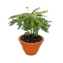 Hot Biophytum sensitivum - Palm i söderhavet - Blomkruka i lera 9 cm - Växten som rör sig - Idealisk för barn - Mini palmträd Krukväxter Inomhus