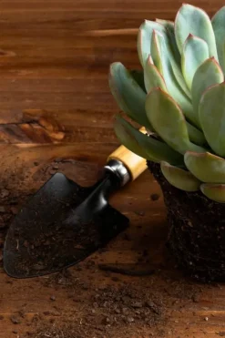 BIOVITA JORD FÖR KAKTUSAR OCH SUCCULENTER 5L