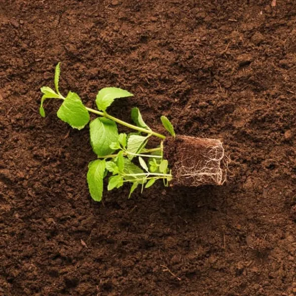 New BIOVITA SURT TORV för blåbär och syraälskande växter 3,5-4,5 pH 20 l Jord & Sand