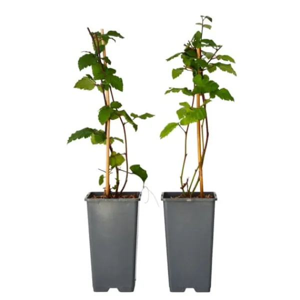 New Björnbärsväxt - Set om 2 - Rubus fruticosus 'Thornfree' - Höjd 50-60cm - ⌀15cm Buskar