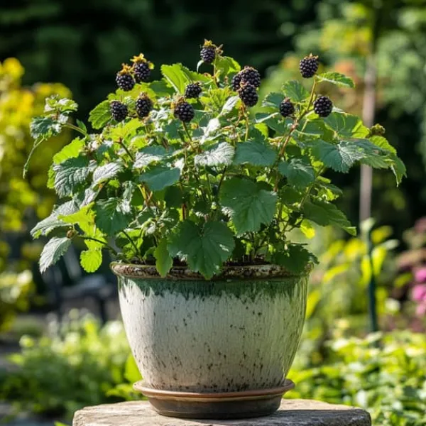 New Björnbärsväxt - Set om 2 - Rubus fruticosus 'Thornfree' - Höjd 50-60cm - ⌀15cm Buskar
