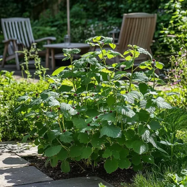 New Björnbärsväxt - Set om 2 - Rubus fruticosus 'Thornfree' - Höjd 50-60cm - ⌀15cm Buskar