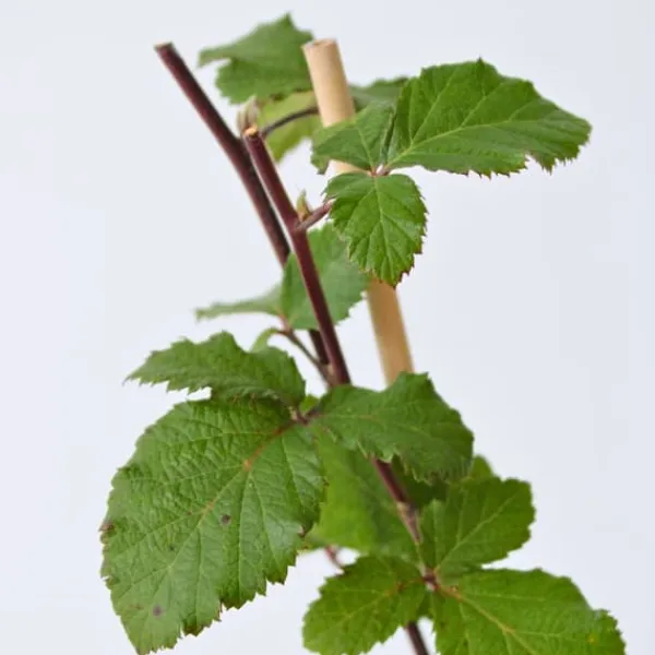 New Björnbärsväxt - Set om 2 - Rubus fruticosus 'Thornfree' - Höjd 50-60cm - ⌀15cm Buskar