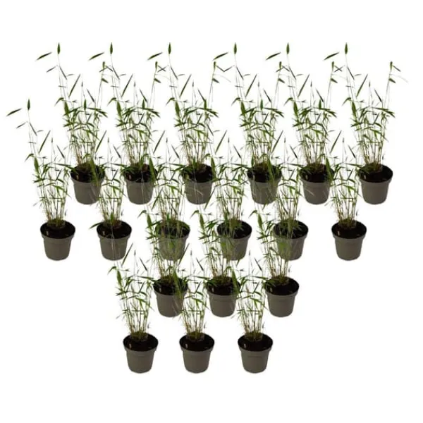Online Blå bambu - Set om 18 - Fargesia papyrifera 'Blue Dragon' - Höjd 30-40cm - ⌀13cm Buskar