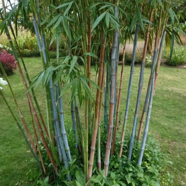 Online Blå bambu - Set om 18 - Fargesia papyrifera 'Blue Dragon' - Höjd 30-40cm - ⌀13cm Buskar