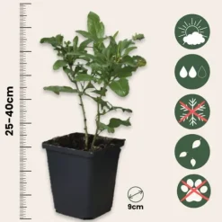 New Blå blyblomma - Set om 6 - Plumbago auriculata - Höjd 25-40cm - ⌀9cm Blommor