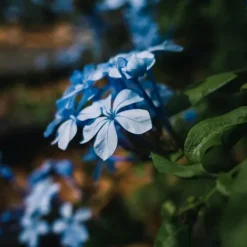 New Blå blyblomma - Set om 6 - Plumbago auriculata - Höjd 25-40cm - ⌀9cm Blommor