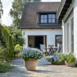 Online Blå blyblomma - Set om 3 - Plumbago auriculata - Höjd 25-40cm - ⌀9cm Trädgårdsväxter
