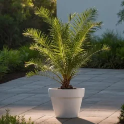 Blanda utomhuspalmer - Set om 3 - Outdoor Palmmix - Höjd 50-70cm - ⌀15cm