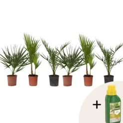 Online Blanda utomhuspalmer - Set om 6 - Outdoor Palmmix - Pokon - Höjd 50-70cm - ⌀15cm Trädgårdsväxter