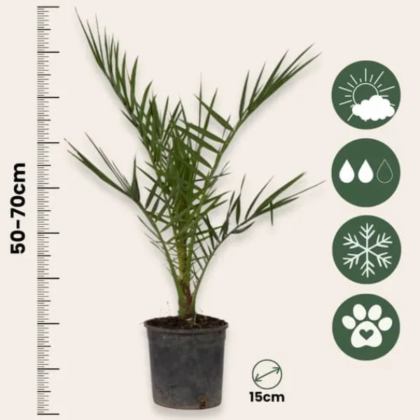 Online Blanda utomhuspalmer - Set om 6 - Outdoor Palmmix - Pokon - Höjd 50-70cm - ⌀15cm Trädgårdsväxter