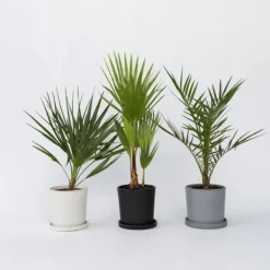 Online Blanda utomhuspalmer - Set om 6 - Outdoor Palmmix - Pokon - Höjd 50-70cm - ⌀15cm Trädgårdsväxter
