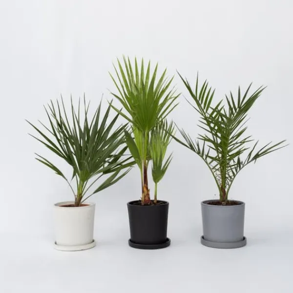 Online Blanda utomhuspalmer - Set om 6 - Outdoor Palmmix - Pokon - Höjd 50-70cm - ⌀15cm Trädgårdsväxter