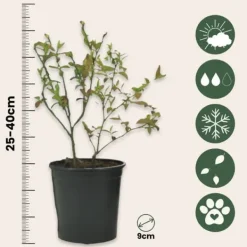 Discount Blåbär - Set om 6 - Vaccinium corymbosum 'Sunshine Blue' - Höjd 25-40cm - ⌀9cm Buskar