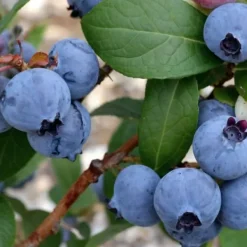 Discount Blåbär - Set om 6 - Vaccinium corymbosum 'Sunshine Blue' - Höjd 25-40cm - ⌀9cm Buskar