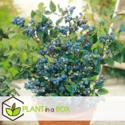 Discount Blåbär - Set om 6 - Vaccinium corymbosum 'Sunshine Blue' - Höjd 25-40cm - ⌀9cm Buskar