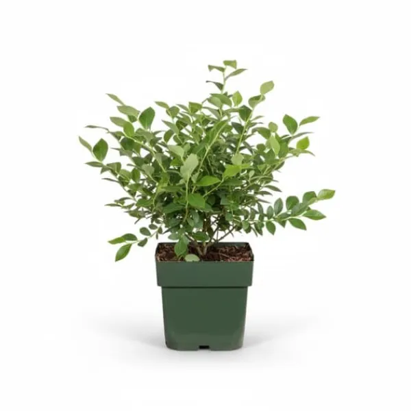 New Blåbärsbuske 'Reka' 45 cm i kruka Ø13 cm Buskar