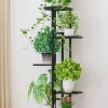 Blomhylla Ficus 43x22x98cm