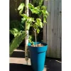 Blomkruka - RIVIERA - SOLEILLA - Plast - H52 x D39 cm - Blå