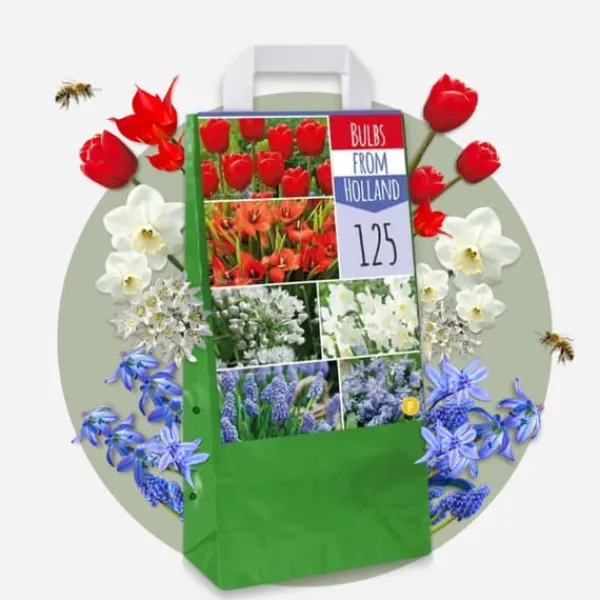 Best Blomlökar från Holland - Set om 250 - Tulipa Narcissus Scilla Allium Muscari Fröer & Lökar