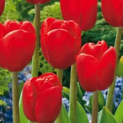 Best Blomlökar från Holland - Set om 250 - Tulipa Narcissus Scilla Allium Muscari Fröer & Lökar