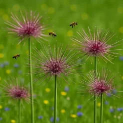 Blomlökar Hjärta av exotism - Prydnadssticklök Allium schubertii (5 stycken)