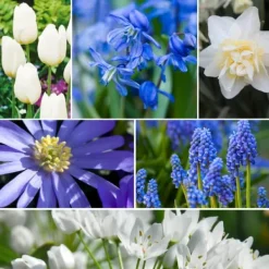 Blomlökpaket - Set om 125 - Allium, Narcissus, Tulipa och mer - Blomlökar - Blå