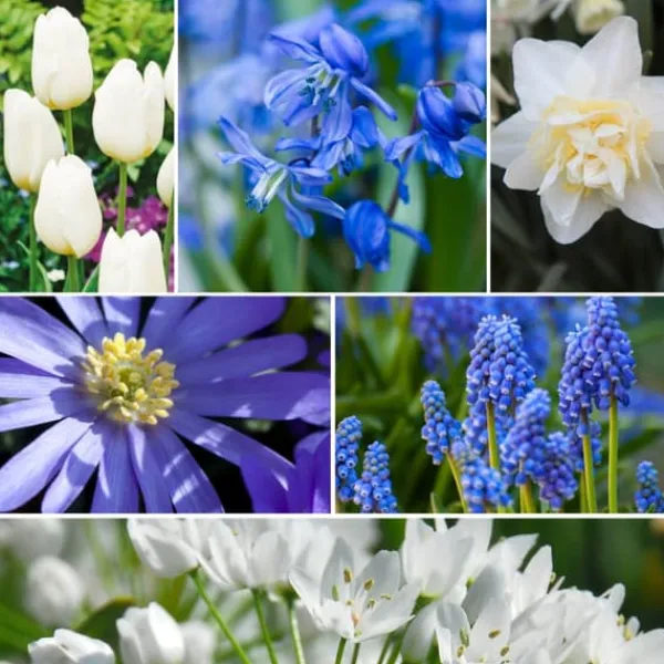 Blomlökpaket - Set om 125 - Allium, Narcissus, Tulipa och mer - Blomlökar - Blå