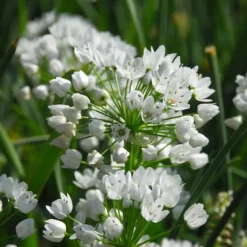 Blomlökpaket - Set om 125 - Allium, Narcissus, Tulipa och mer - Blomlökar - Blå