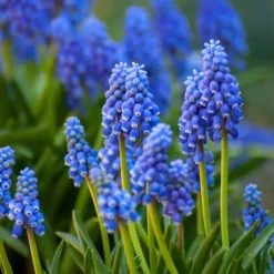 Blomlökpaket - Set om 125 - Allium, Narcissus, Tulipa och mer - Blomlökar - Blå