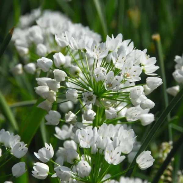 Outlet Blomlökpaket - Set om 250 - Allium, Narcissus, Tulipa och mer - Blomlökar - Blå Fröer & Lökar