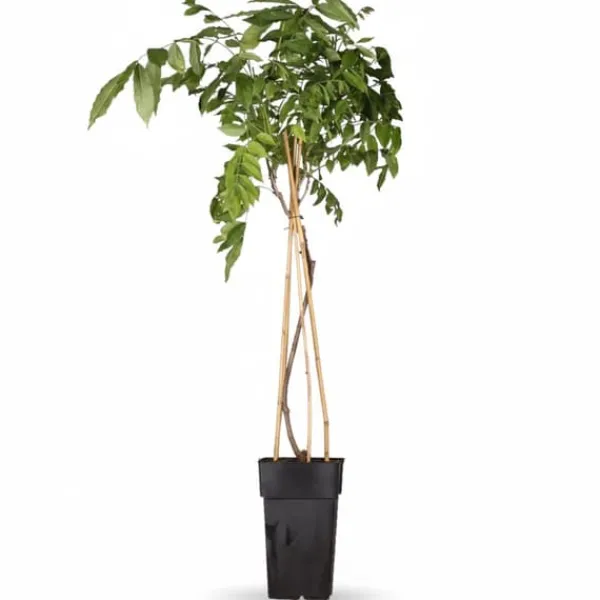 Sale Blåregn 'Prolific' - Wisteria sinensis - Ø15 cm Kruka, 65 cm Hög Trädgårdsväxter