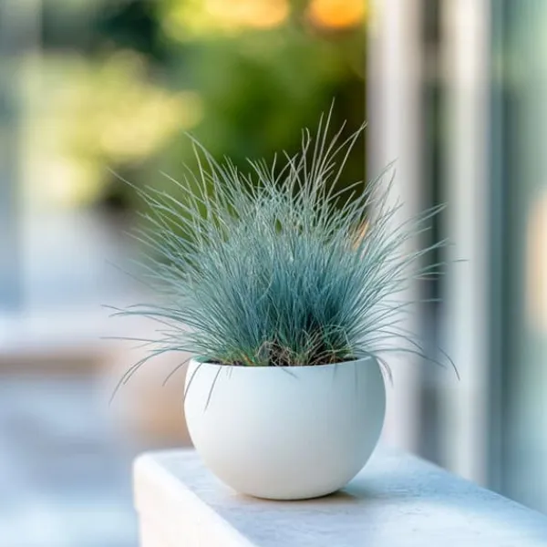 Blåsvingel - Set om 18 - Festuca glauca 'Elijah Blue' - Höjd 10-15cm - ⌀9cm