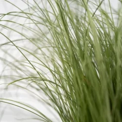 Blåsvingel - Set om 18 - Festuca glauca 'Elijah Blue' - Höjd 10-15cm - ⌀9cm