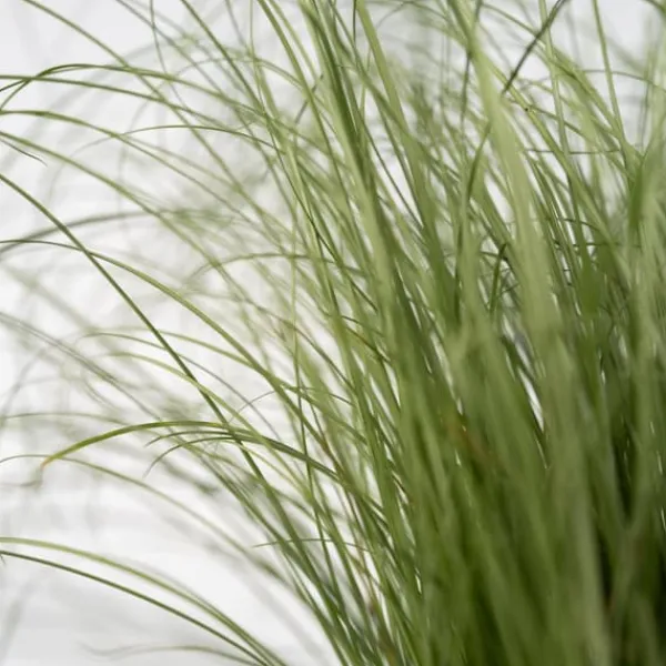Blåsvingel - Set om 9 - Festuca glauca 'Elijah Blue' - Höjd 10-15cm - ⌀9cm
