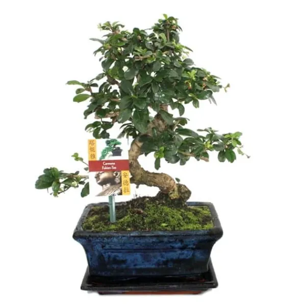 New Bonsaï Fukientee - Carmona microphylla - cirka 8 år Krukväxter Inomhus