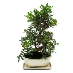Bonsai - Pistacia lentiscus - Lentisque - Pistache sauvage - cirka 10 år