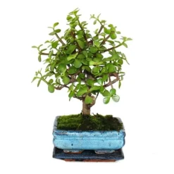 Sale Bonsai - Portulacaria afra - Jadeträd - Afrikansk elefantträd - ca 4-5 år - sfärisk form Krukväxter Inomhus