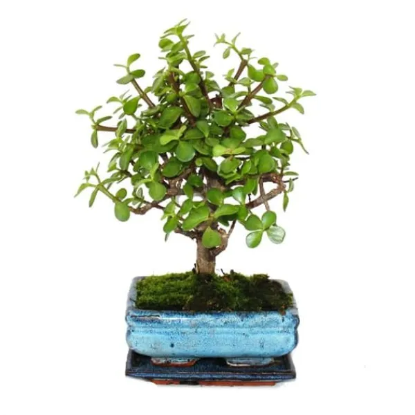 Sale Bonsai - Portulacaria afra - Jadeträd - Afrikansk elefantträd - ca 4-5 år - sfärisk form Krukväxter Inomhus