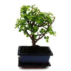Sale Bonsai - Portulacaria afra - Jadeträd - Afrikansk elefantträd - ca 4-5 år - sfärisk form Krukväxter Inomhus