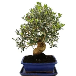 Clearance Bonsai - solitär - olivträd - olivträd - Olea europaea - ca 17 år gammal - ca 50-55cm hög Krukväxter Inomhus