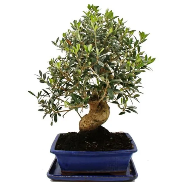 Clearance Bonsai - solitär - olivträd - olivträd - Olea europaea - ca 17 år gammal - ca 50-55cm hög Krukväxter Inomhus