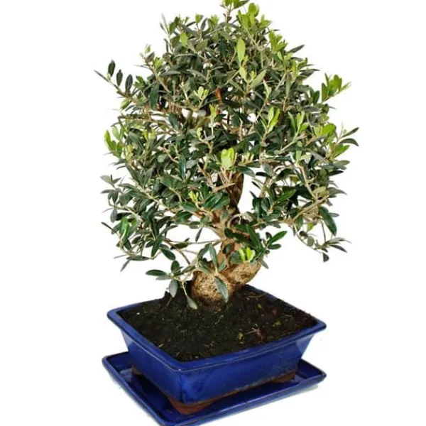 Clearance Bonsai - solitär - olivträd - olivträd - Olea europaea - ca 17 år gammal - ca 50-55cm hög Krukväxter Inomhus