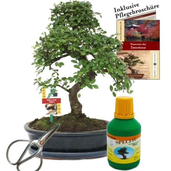 Bonsai Chin. Mandarin Ulmus parvifolia ca. 10 år 25 cm skål presentset med sax och gödsel.