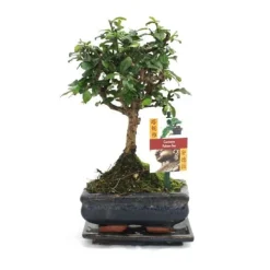 Bonsai Fukientee - Carmona microphylla - ca. 6 år - sfärisk form