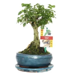 Bonsai Kin. Liguster - Ligustrum sinensis - ca. 6 år - sfärisk form