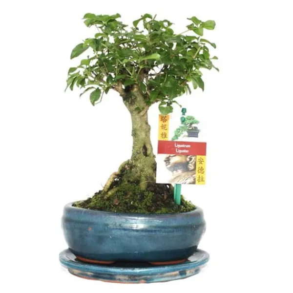 Bonsai Kin. Liguster - Ligustrum sinensis - ca. 6 år - sfärisk form