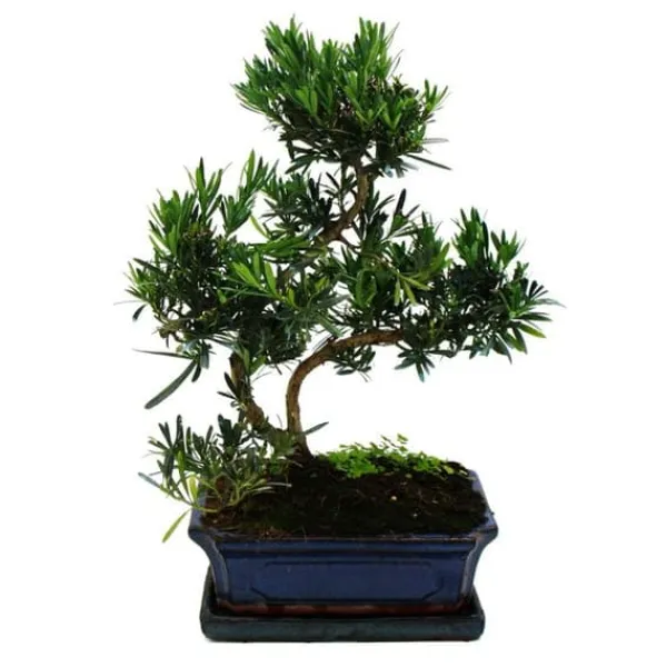 Bonsai Steineibe - Podocarpus macrophyllus - ca. 12-15 år